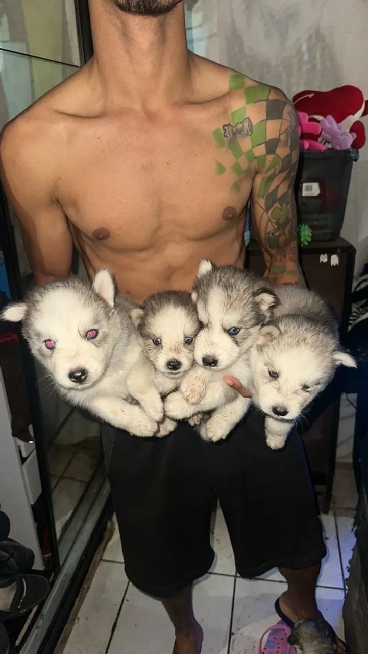 Husky Siberiano  - Foto 5