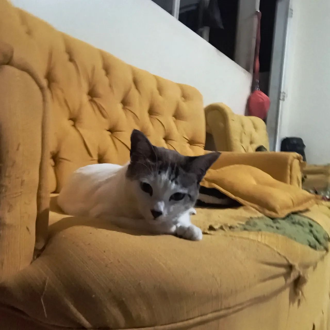 Gato Para adoção  - Foto 2