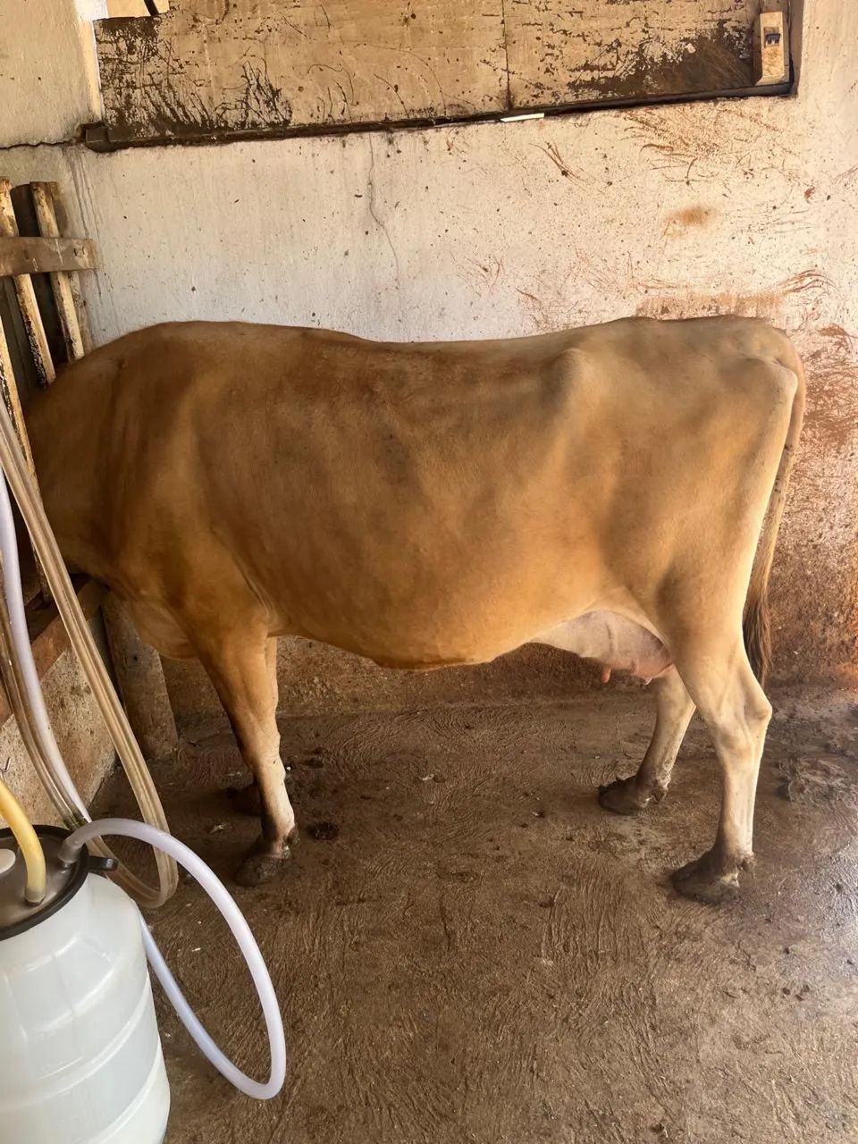 Vaca 