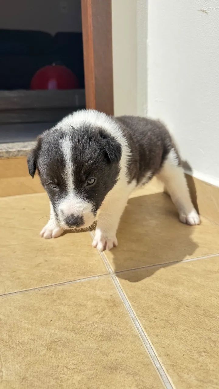Filhotes de Border Collie  - Foto 4
