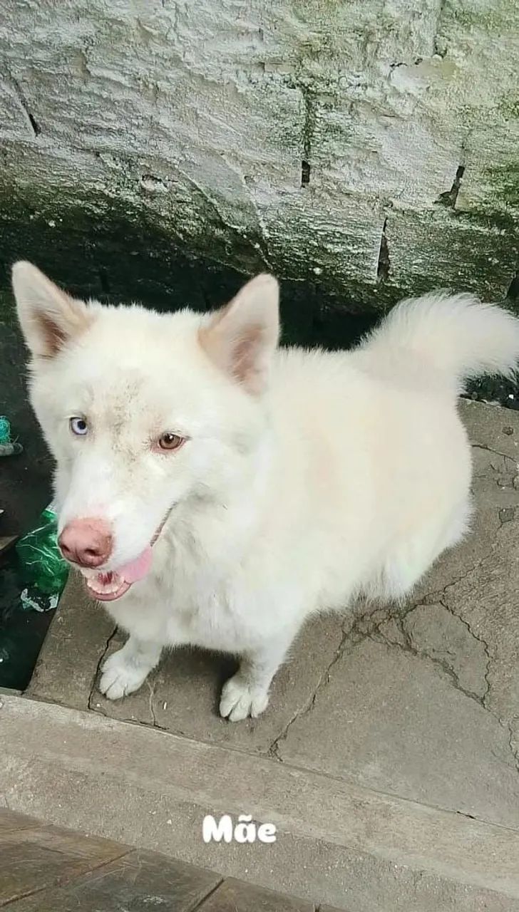 Husky siberiano a venda  - Foto 5