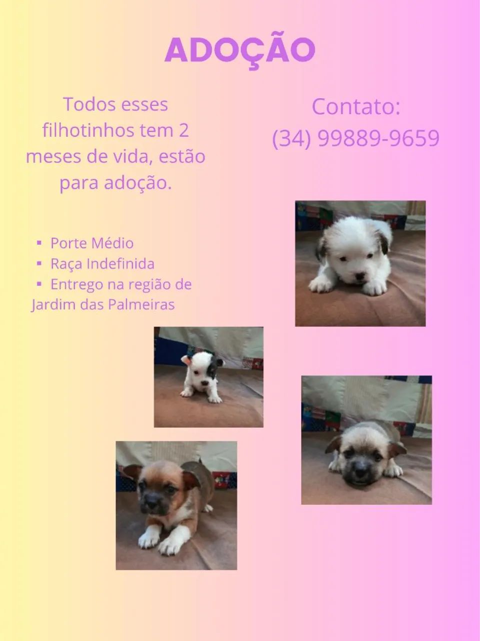 Adoção de Filhotes 