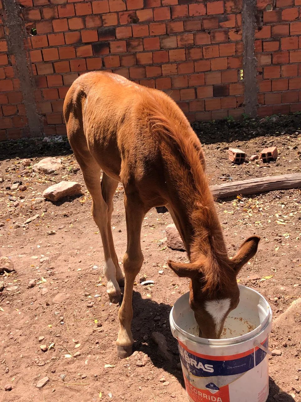 Vendo égua  - Foto 3