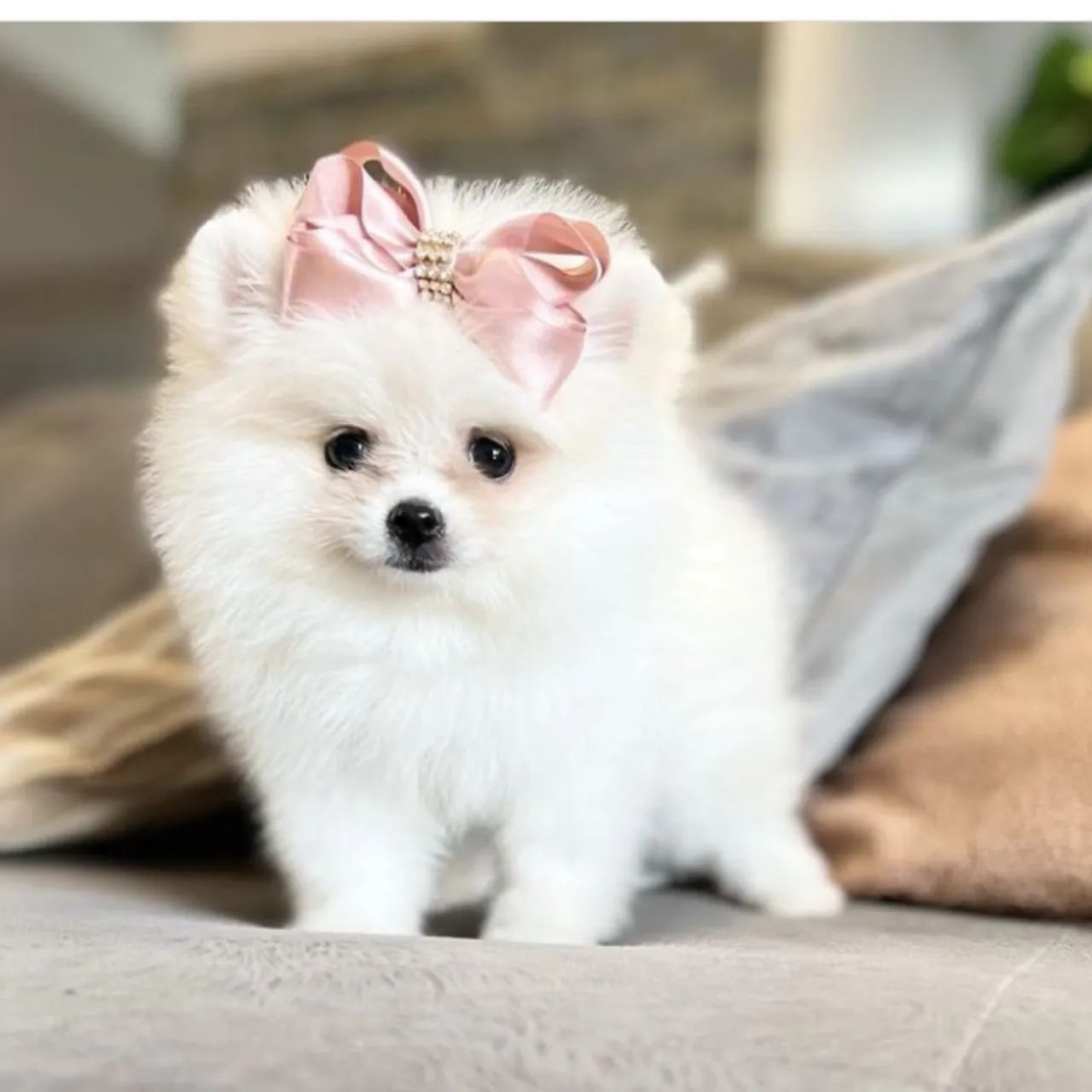 Spitz alemão anão  - Foto 3