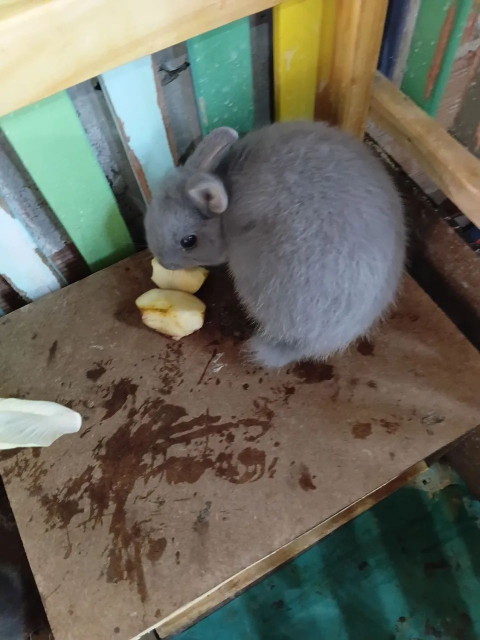 Venda de coelhos anões adultos - Foto 5