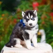 Husky siberiano  
