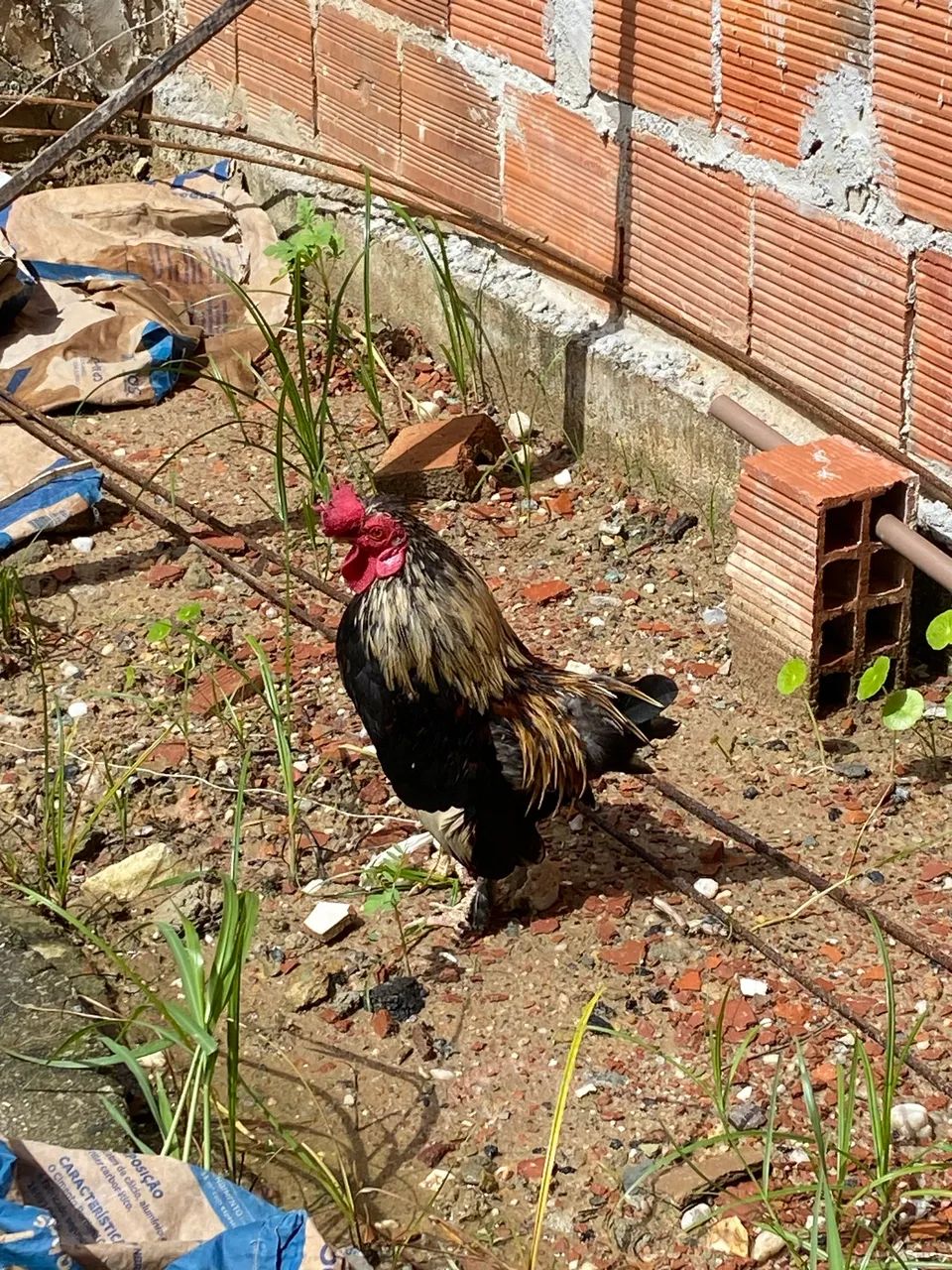 Galo mini Garnizé - Foto 3