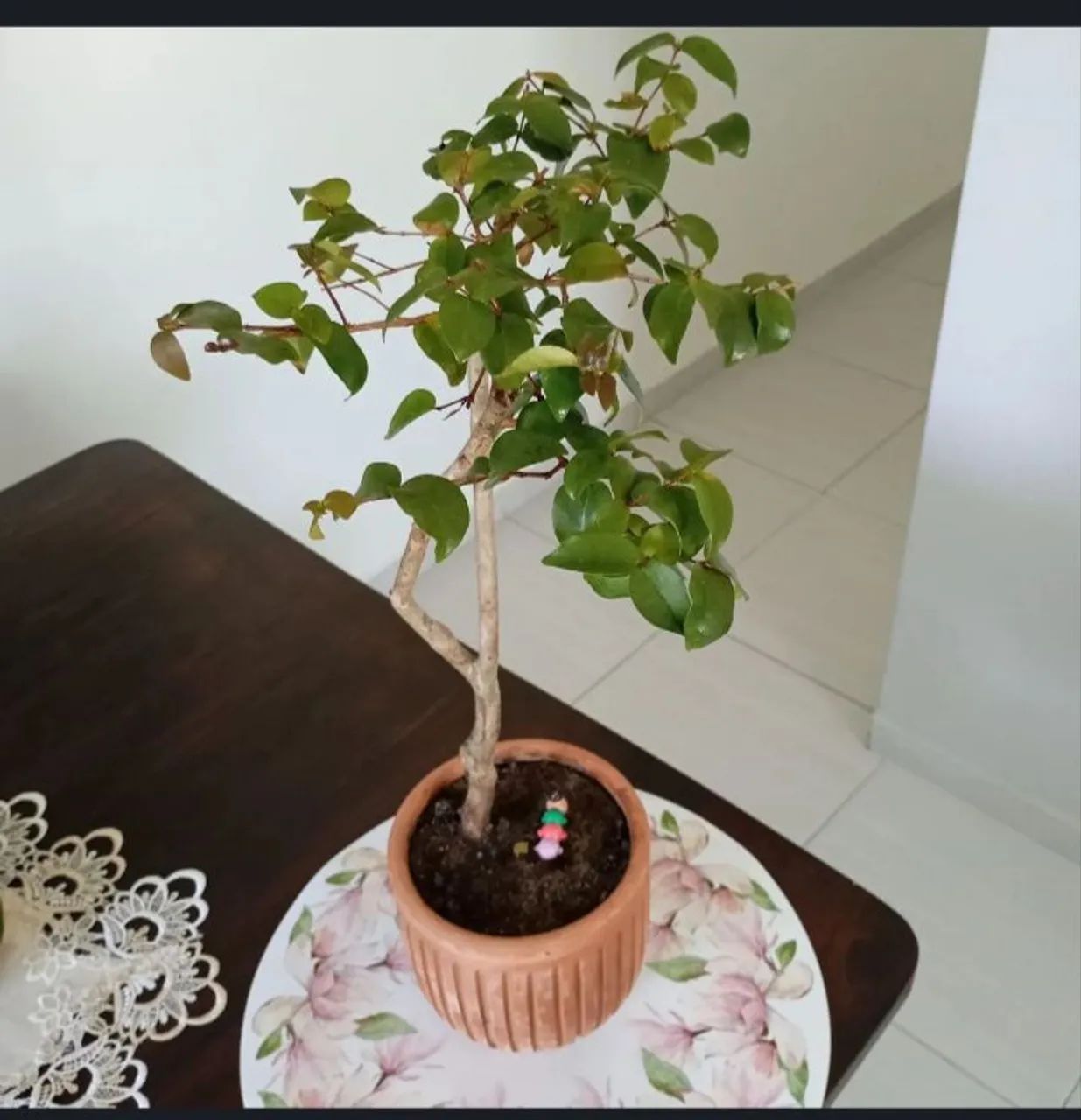 Bonsai Pitanga  - Foto 3