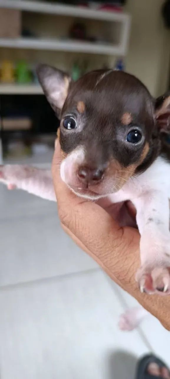 Pinscher 