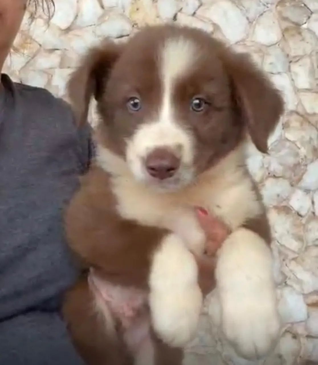 Border collie top