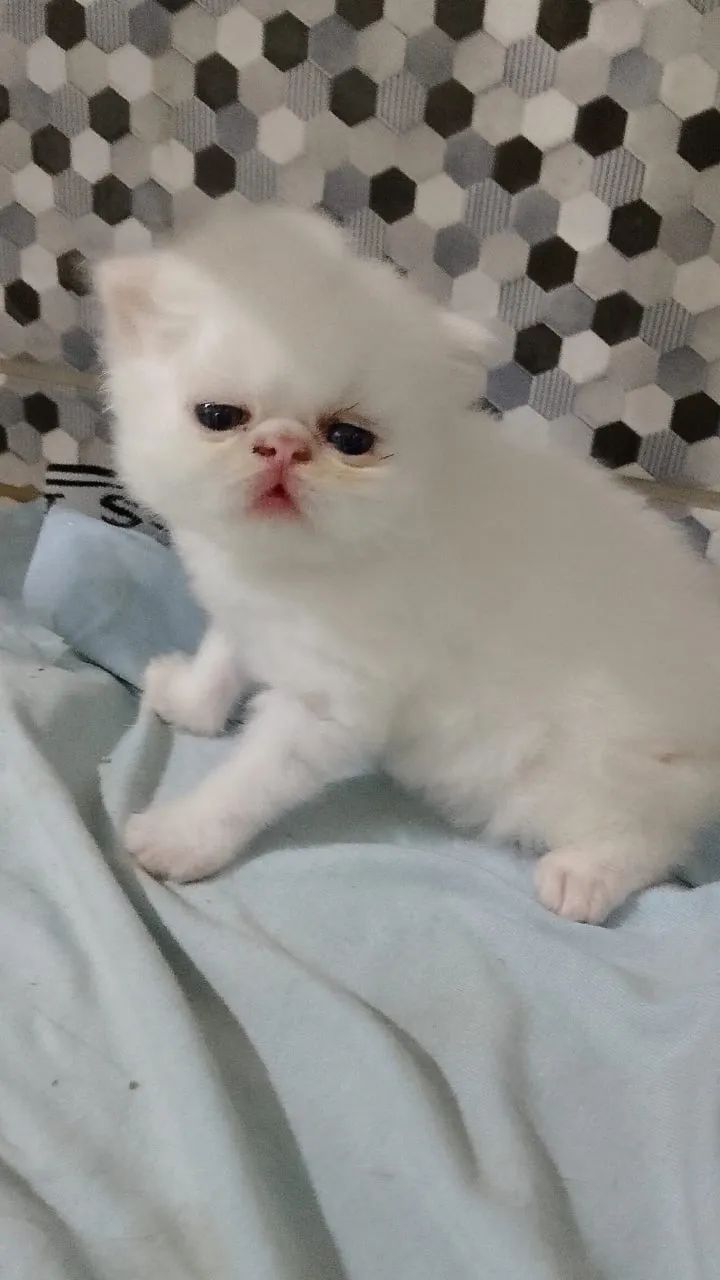 Vendo gatinho persa macho 1.500 pai e mãe no loca  - Foto 3