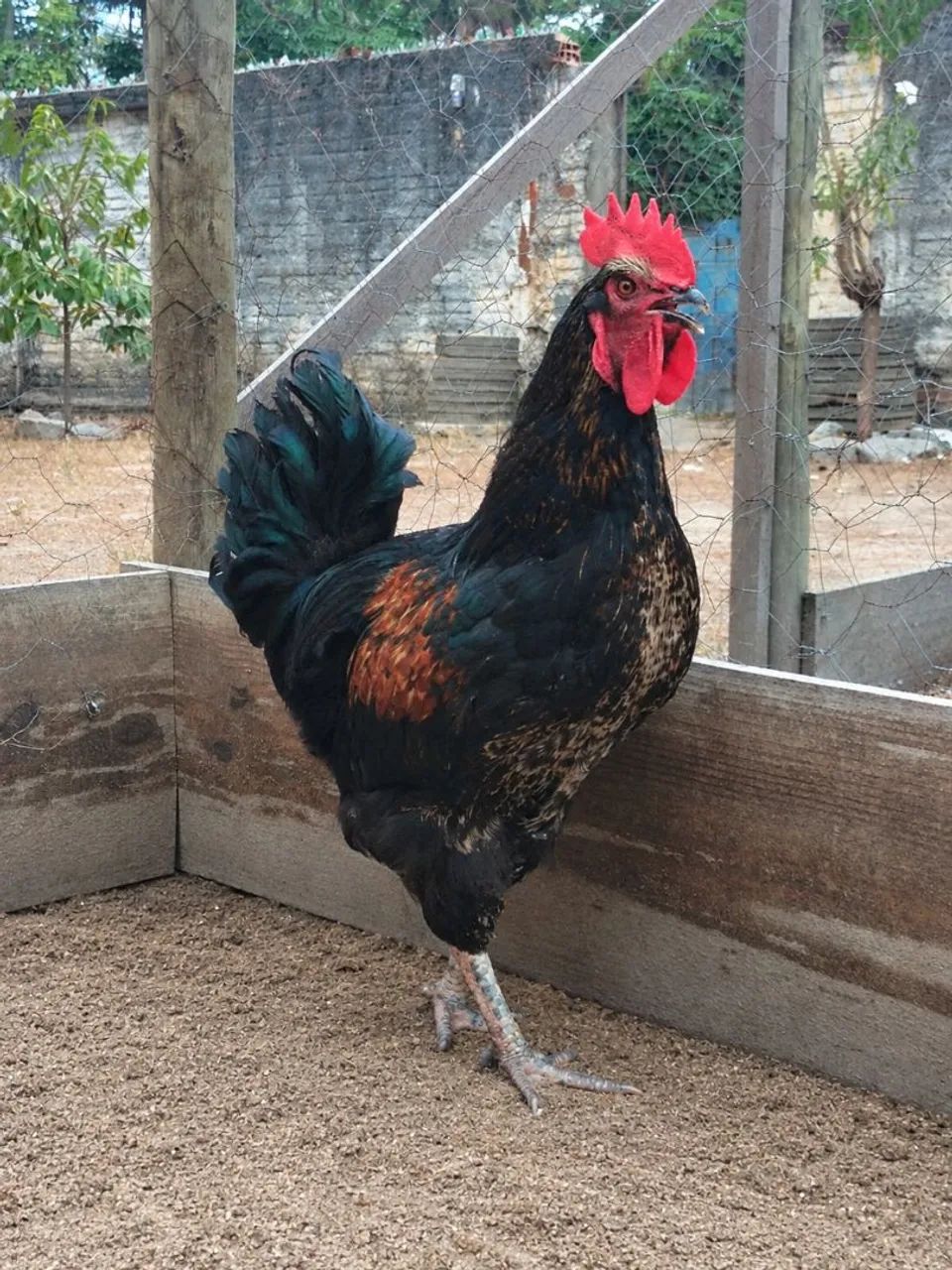 Galo - Foto 5