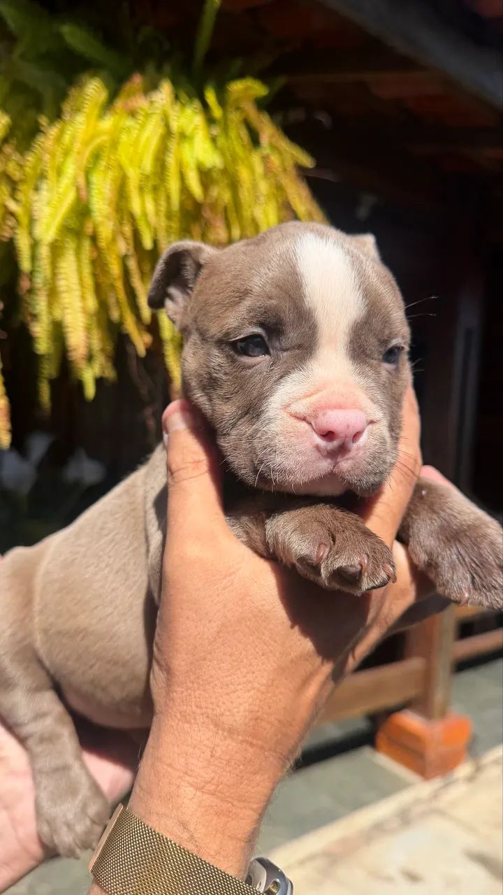 American bully - Foto 2