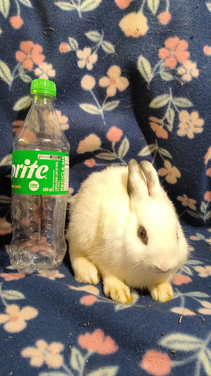 Mini lop Netherland dwarf e skinny pig porquinhos da india  - Foto 4