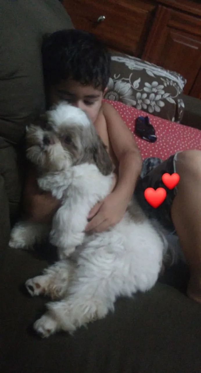 Macho disponível para cruzar 