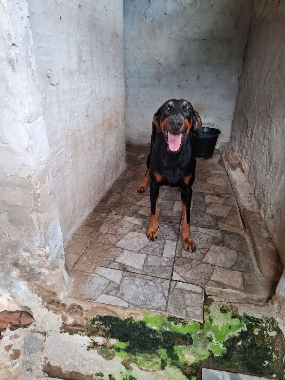 FILHOTE DE DOBERMAN EUROPEU<br> - Foto 4