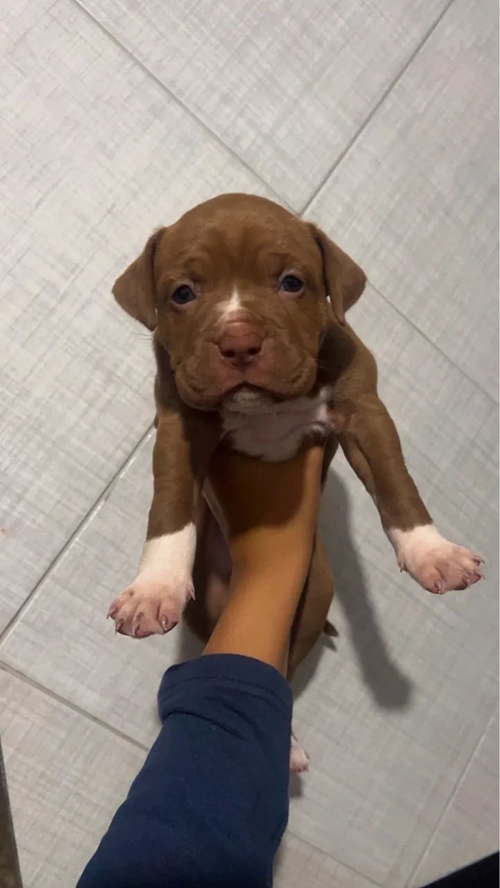 Filhotes de Pitbull - Foto 4