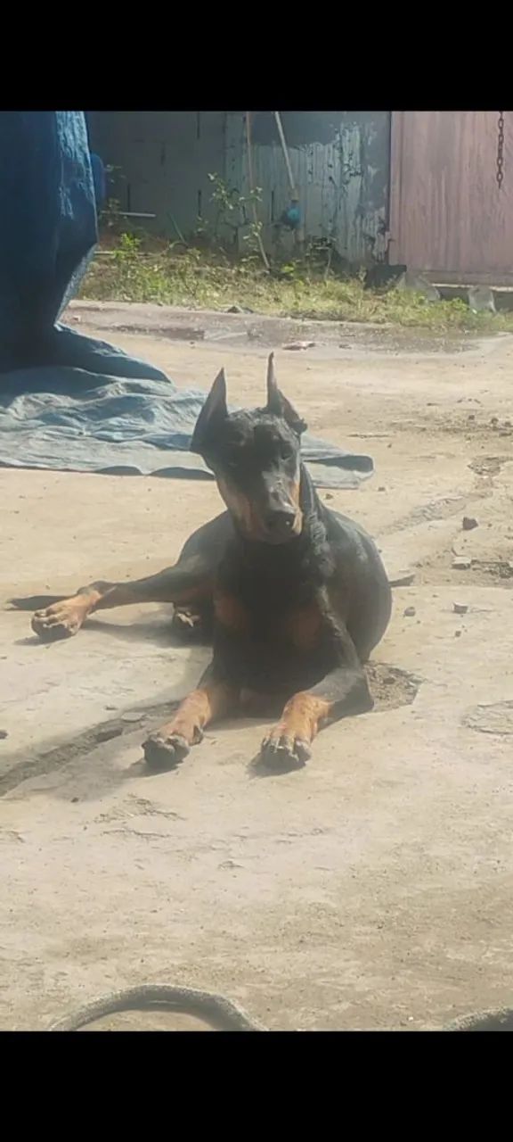 Doberpit cão de guarda  - Foto 5