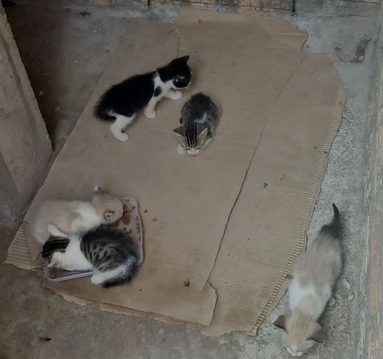 Gatinhos para doação - Foto 5