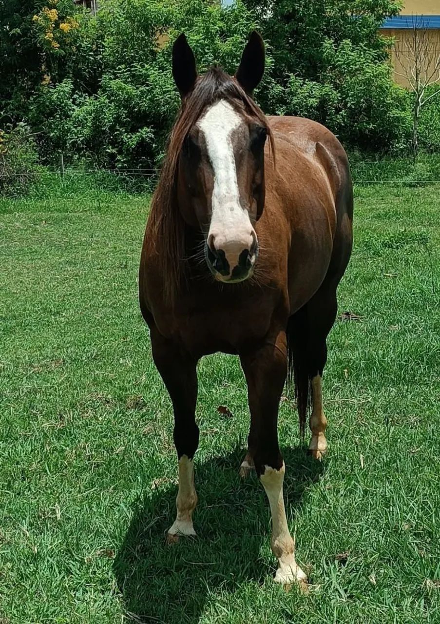 Égua Quarto de Milha - Cavalo cadastrado na ABQM - Hermyone - Foto 3