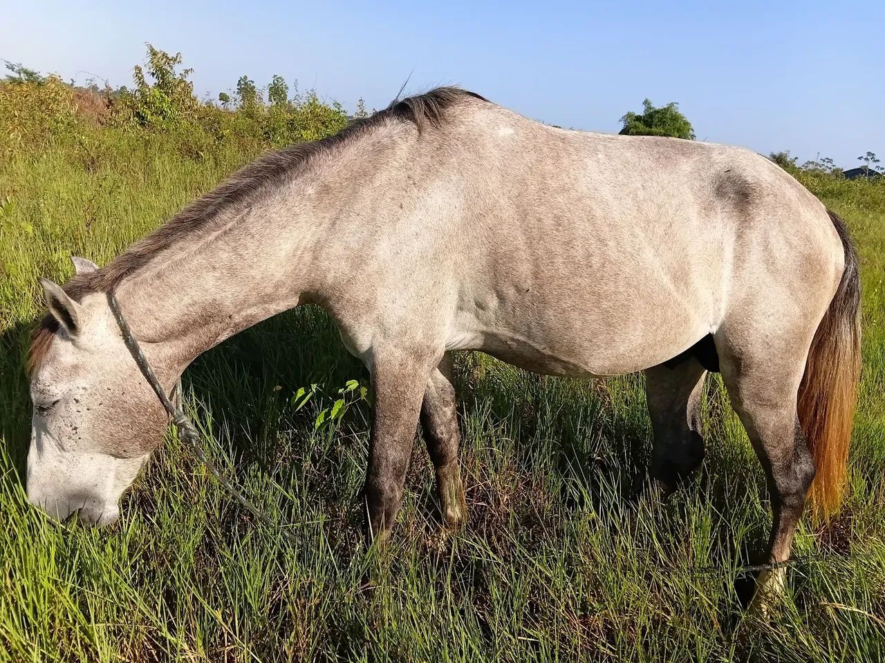 Cavalo ?  - Foto 4