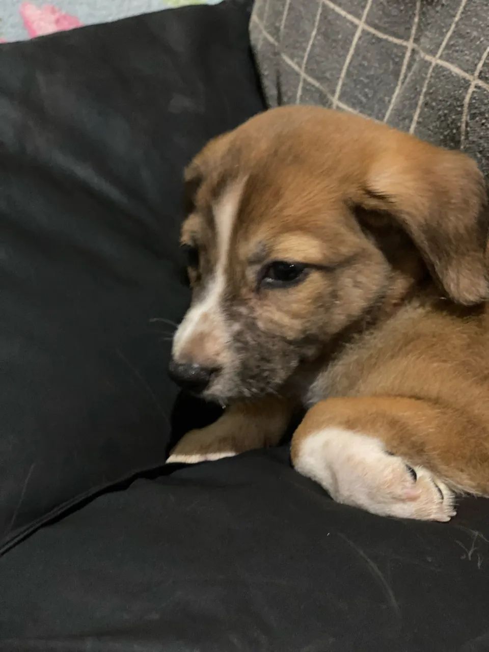 Adote essa cachorrinha  - Foto 2