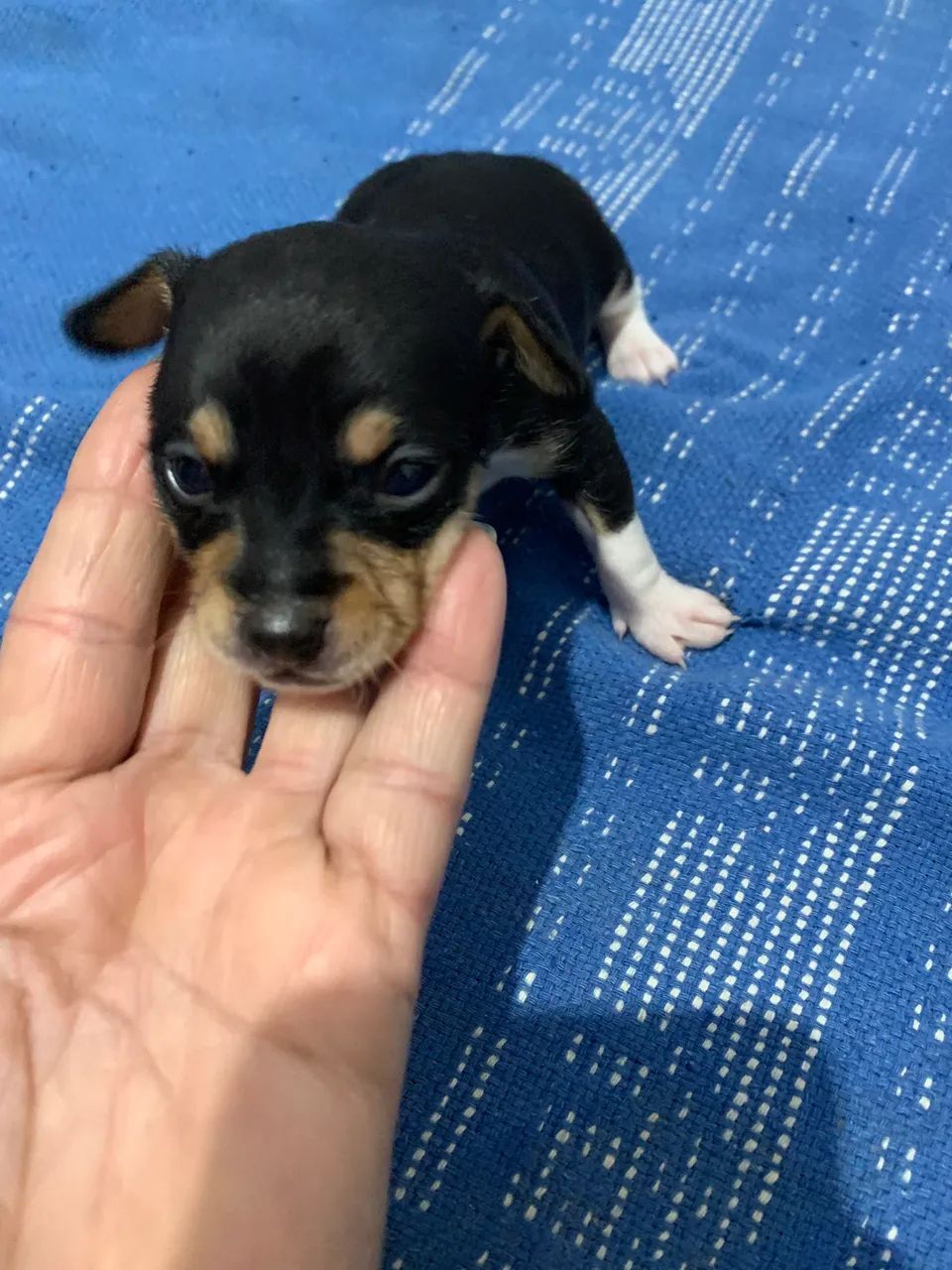 Cachorro Pincher número 1  - Foto 5