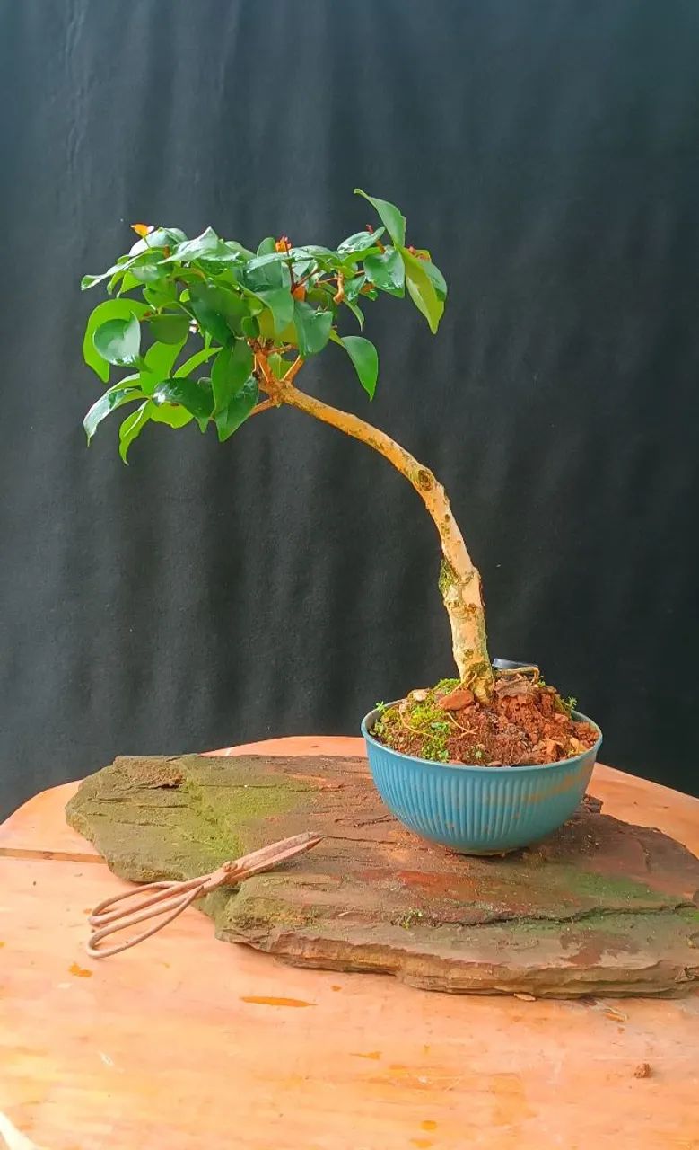Bonsai de Pitanga! - Foto 2