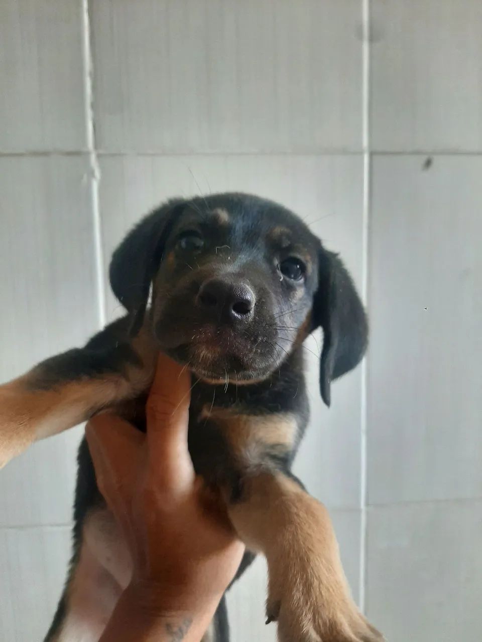 Cachorrinha  - Foto 2