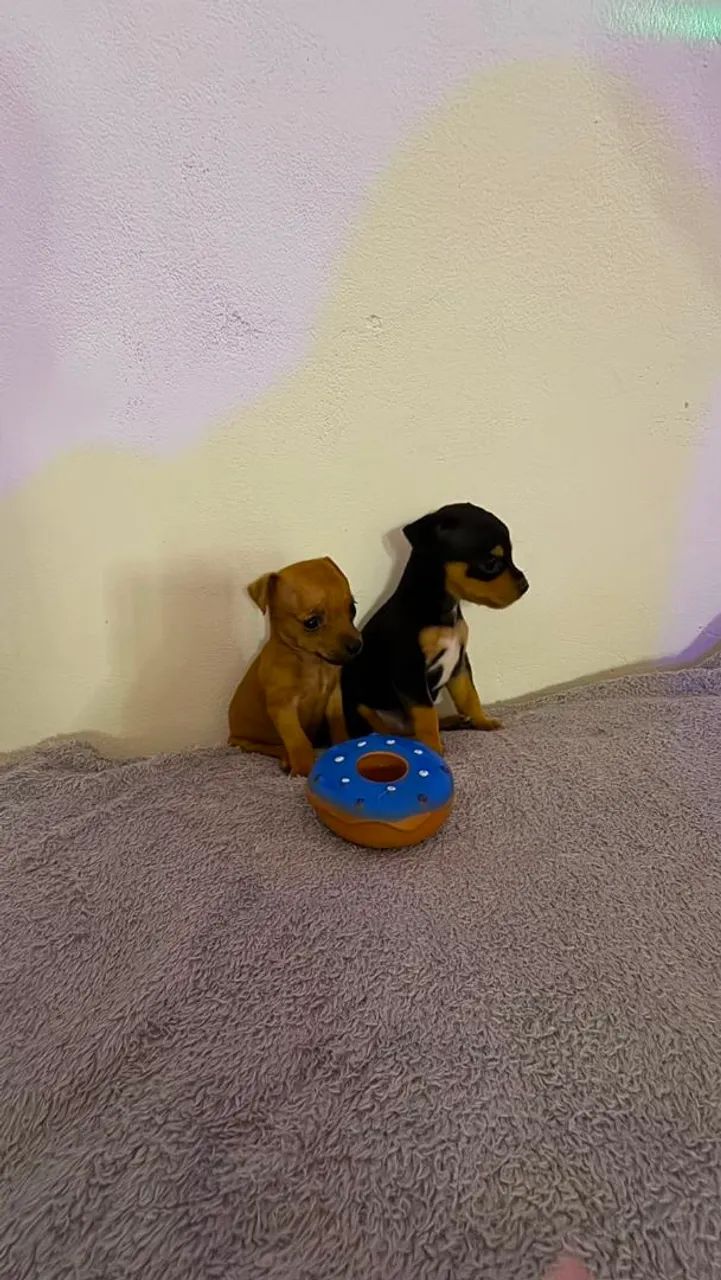 Pinscher Filhote - Foto 5