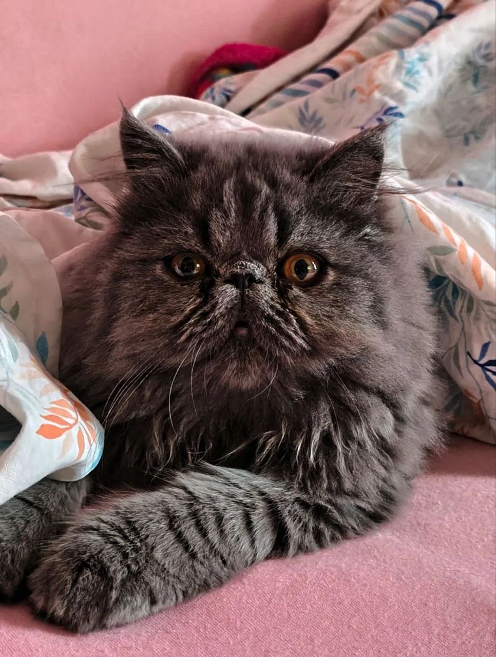 Gato persa macho 