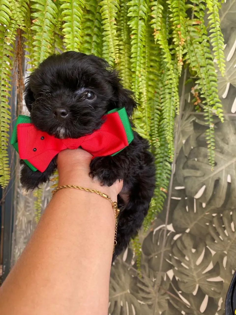 Lhasa apso - Foto 2