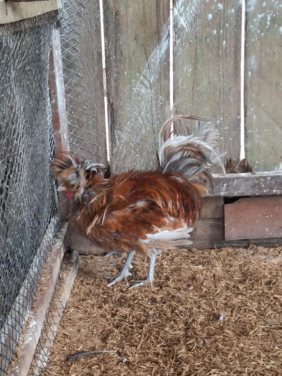 Galo polonês frisado   - Foto 3