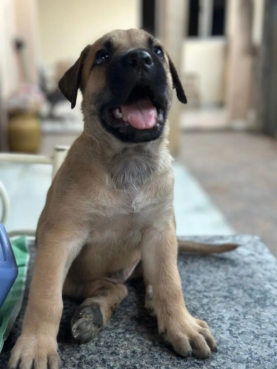 VENDE -SE FILHOTES CANE CORSO  - Foto 5