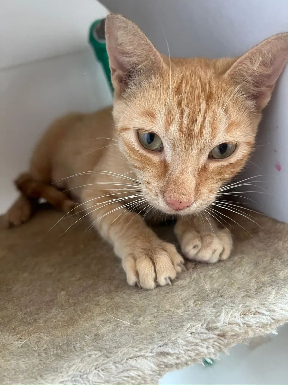 Gatinha laranja 6 meses - Foto 2