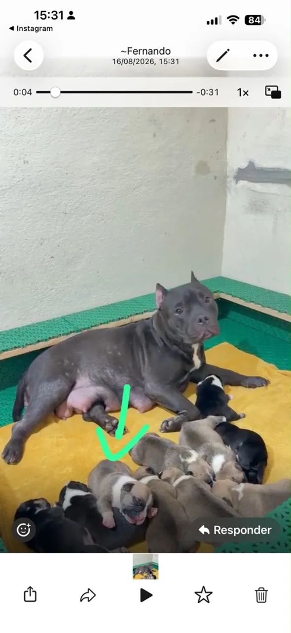 American bully  - Foto 4