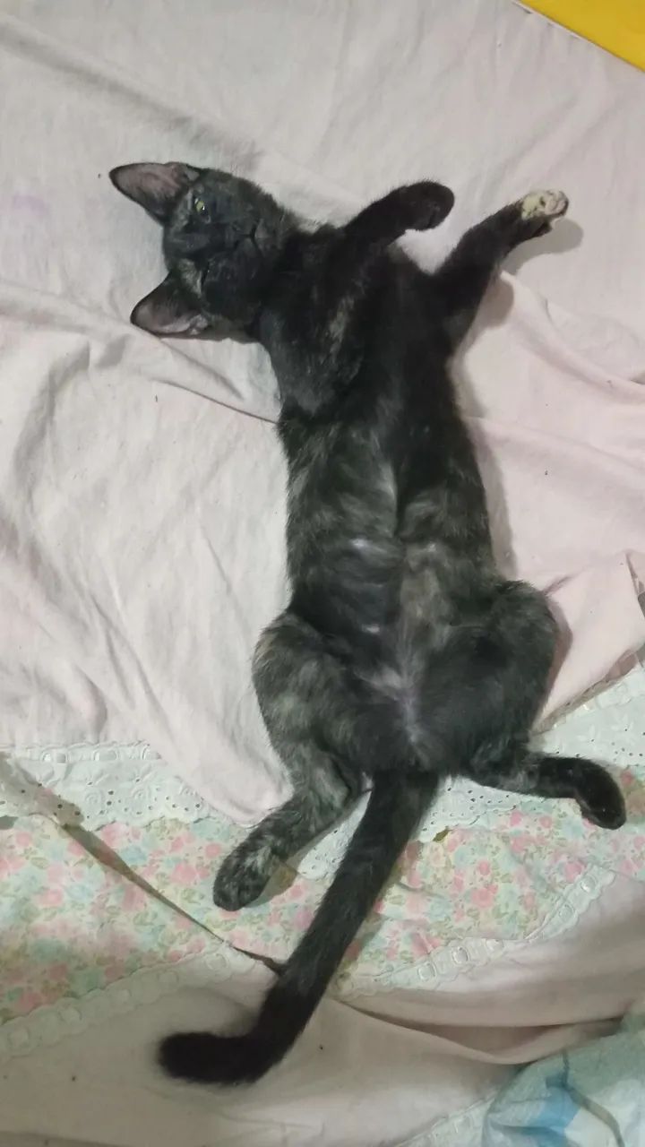 Adoção responsável  - Foto 4