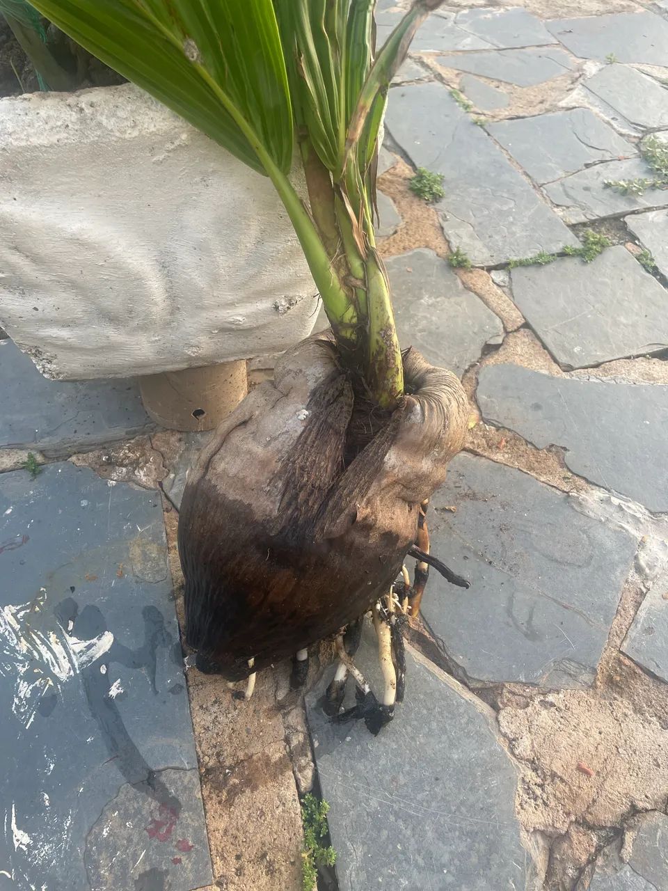 Muda de coco - Foto 2