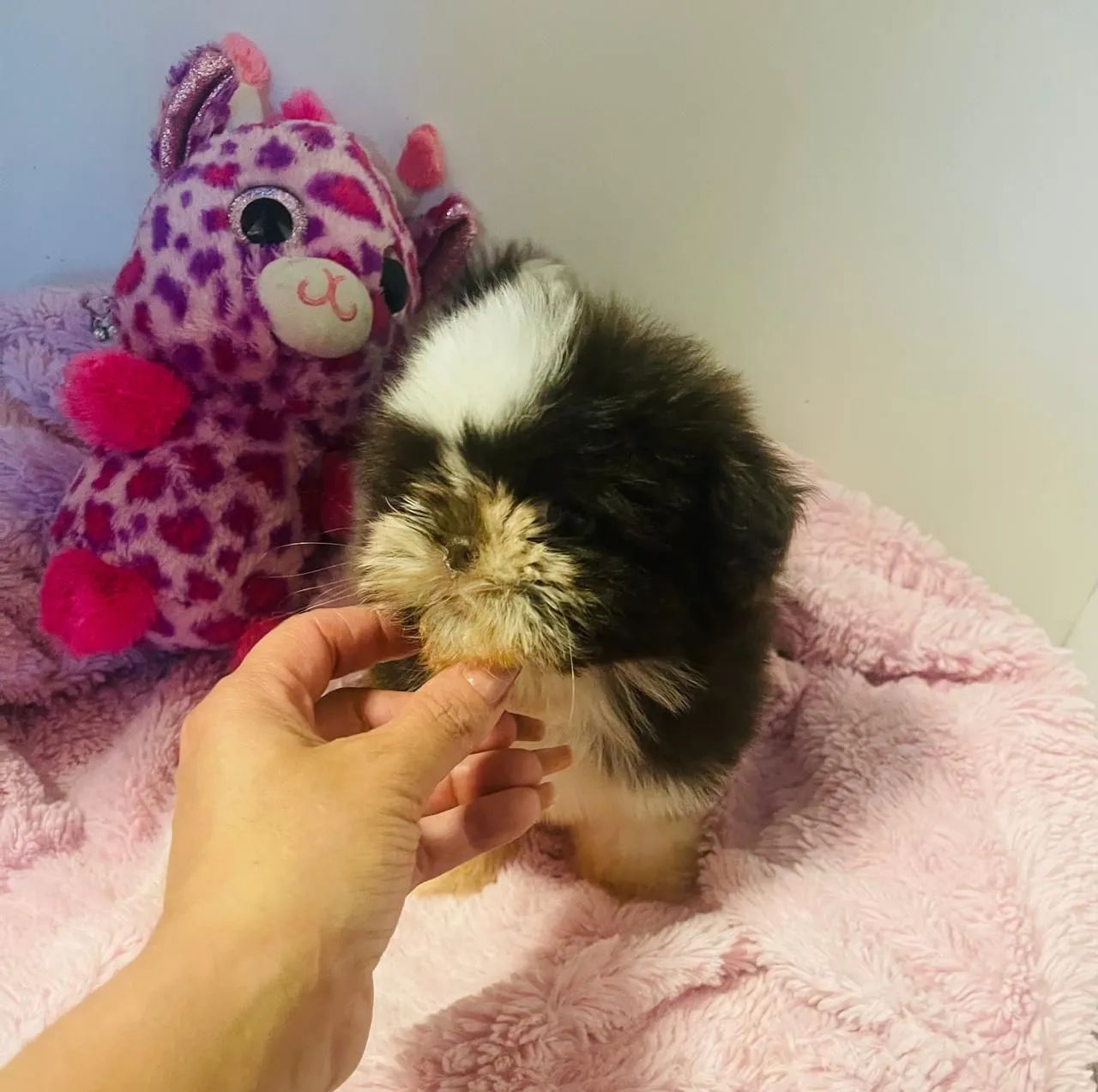 Shih tzu mini 