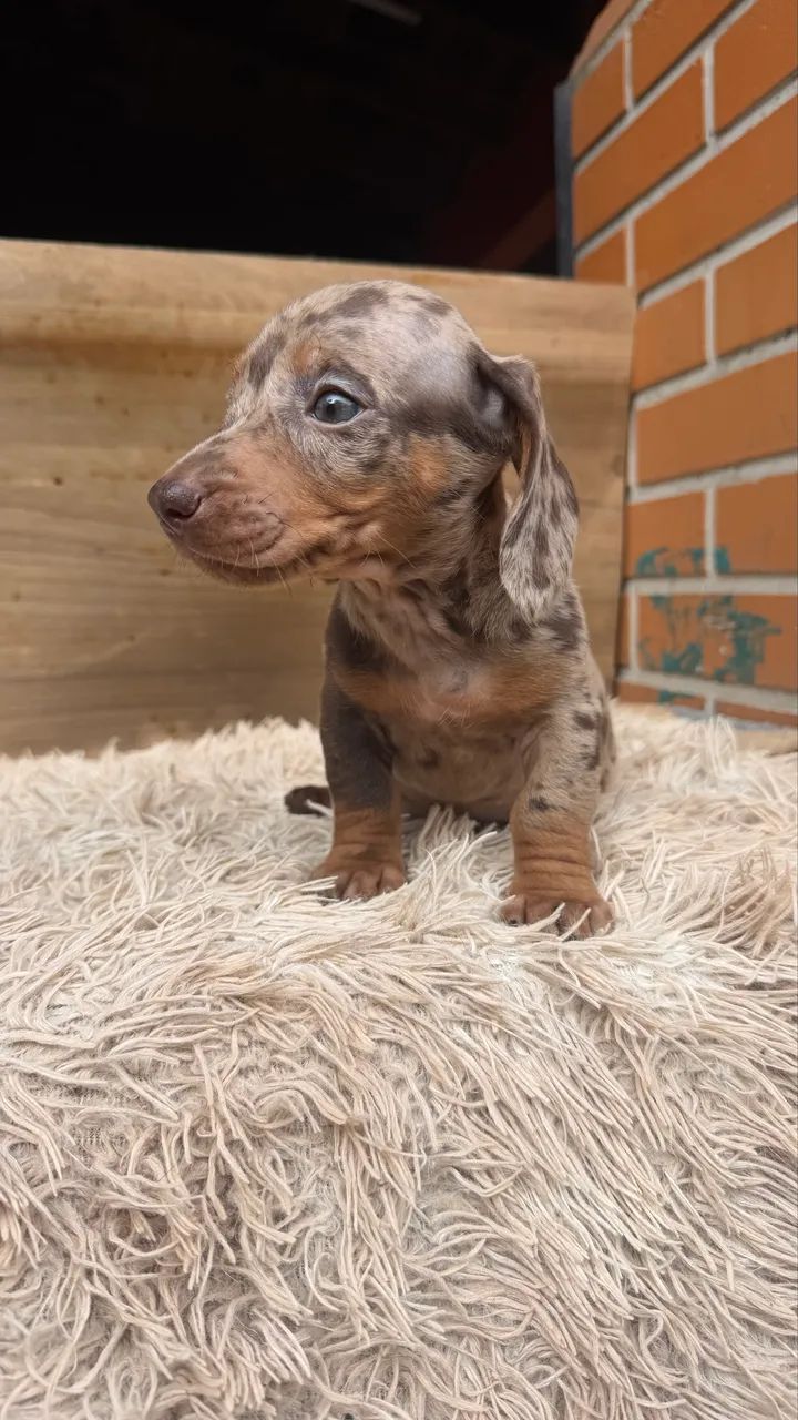 Dachshund macho arlequim  - Foto 4