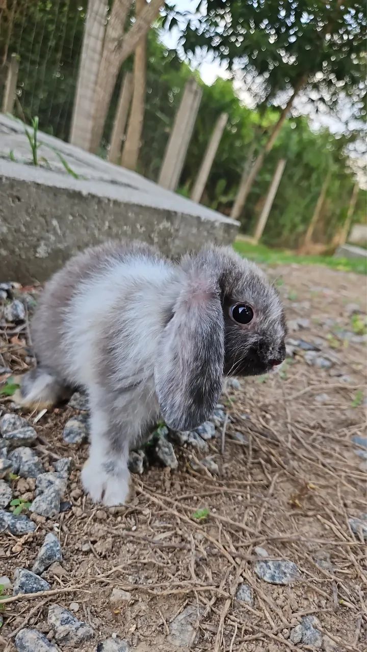 Coelhos Mini Lop - Foto 5