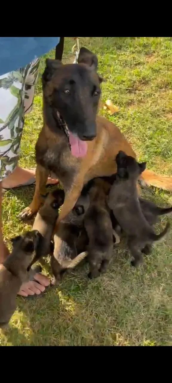 Pastor Belga Malinois
