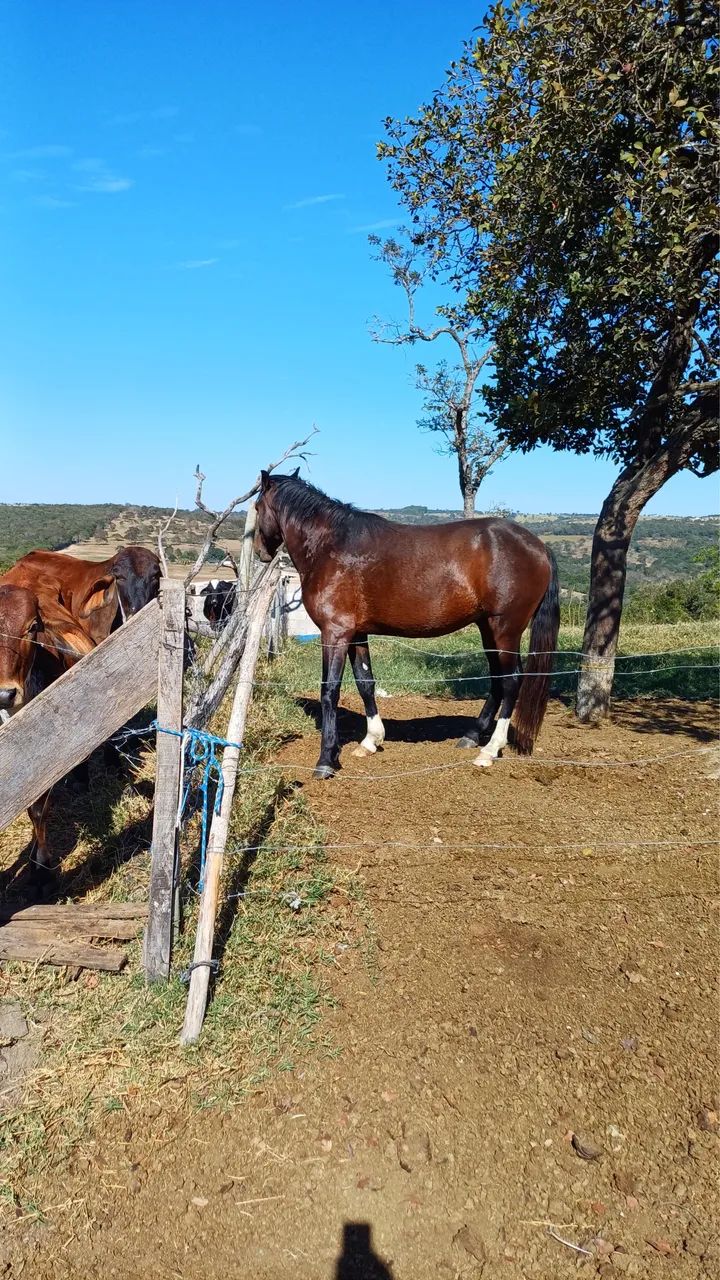 Vendo cavalo - Foto 2