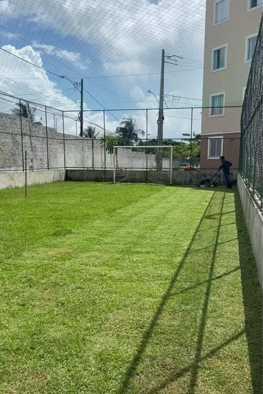 Grama esmeralda - Foto 6