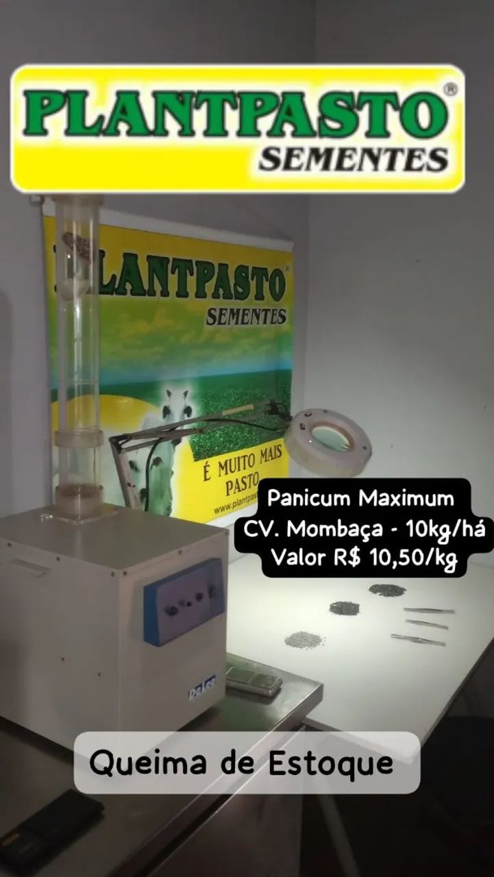 SEMENTES PARA PASTAGENS  - Foto 6