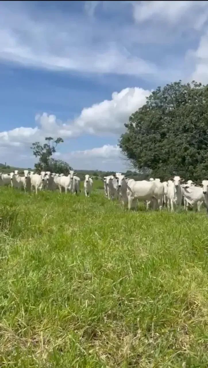 Fazenda com 216 hectares em Feira Nova- PE - Foto 5