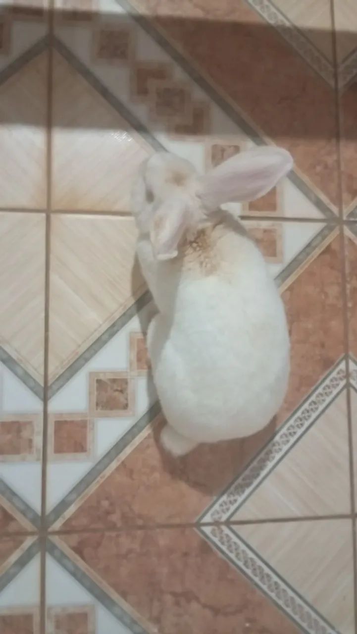 Coelho branco 