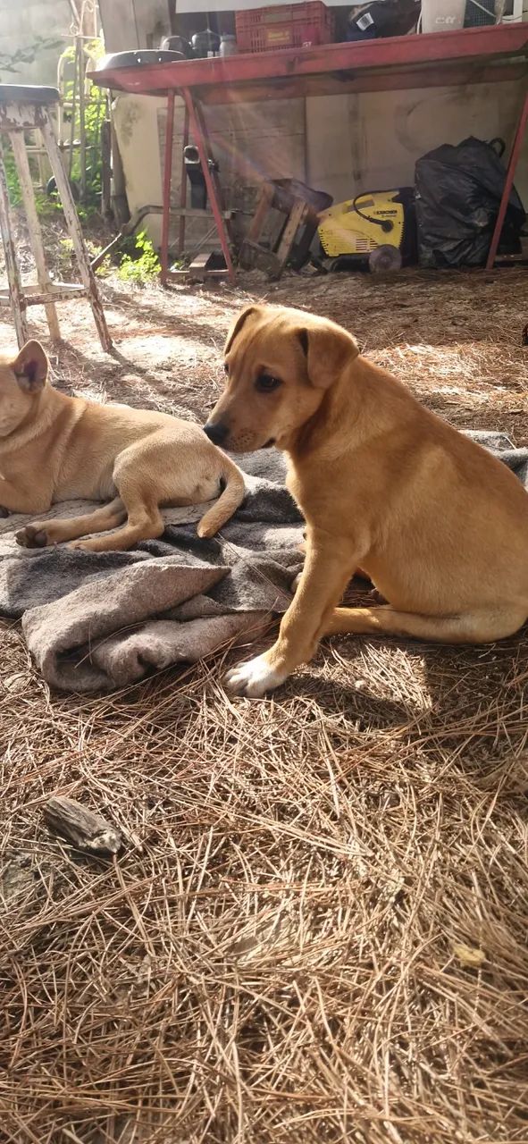 Doação se Cachorros - Foto 3