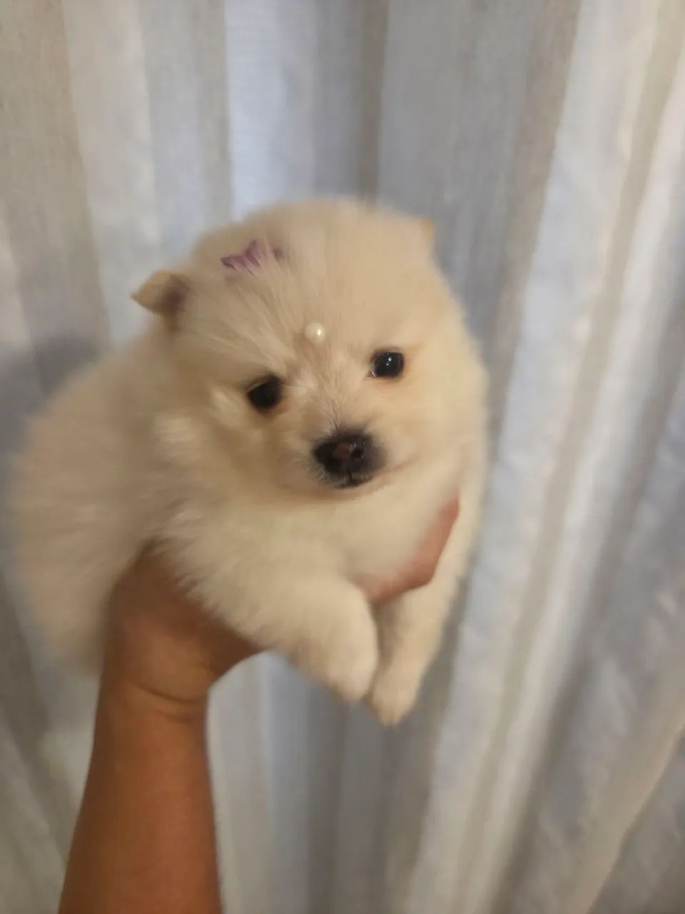 Filhote Lulu Spitz - Foto 3