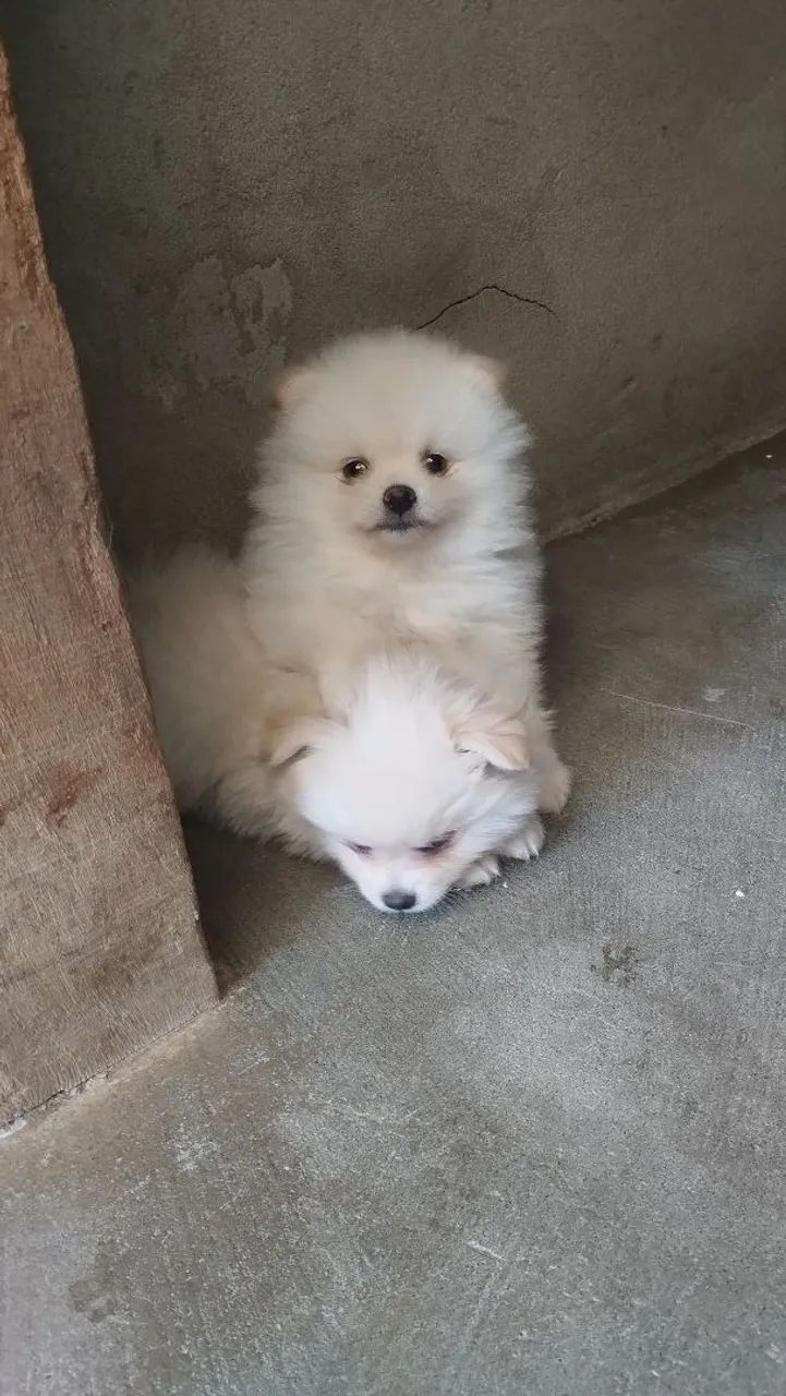 Cachorro Spitz  - Foto 4